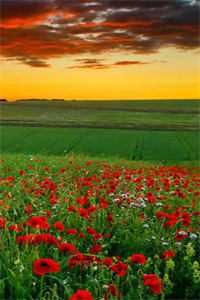 等不到鬓雪相拥免费在线免费阅读听书